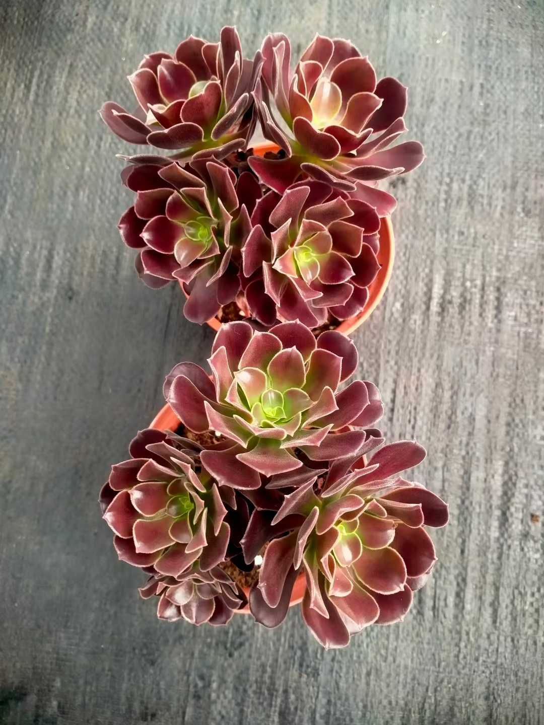 新発売 24株セット メデゥーサ 抜き苗 多肉植物 佐川急便発送