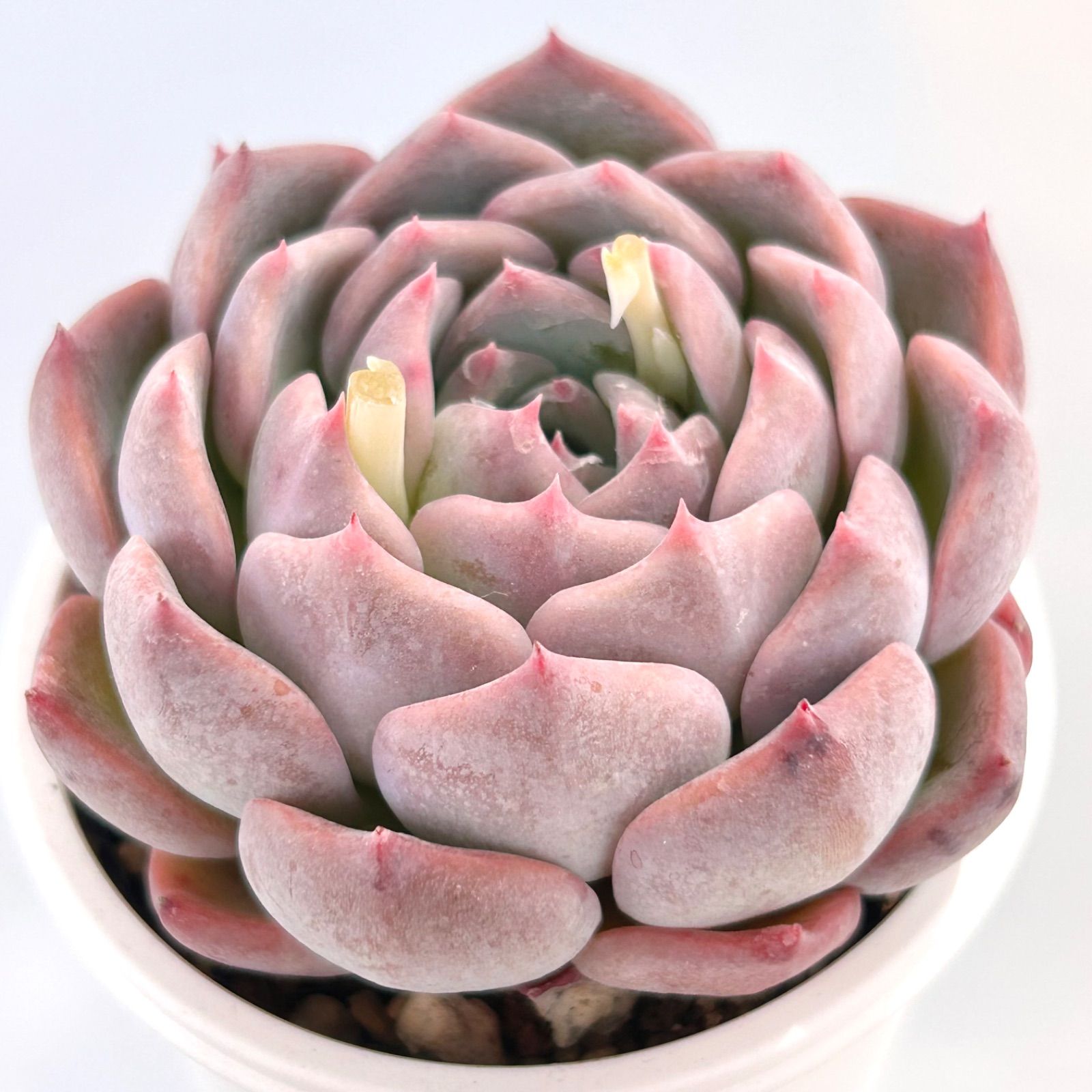 多肉植物】ピンク系エケベリア4種セット - メルカリ