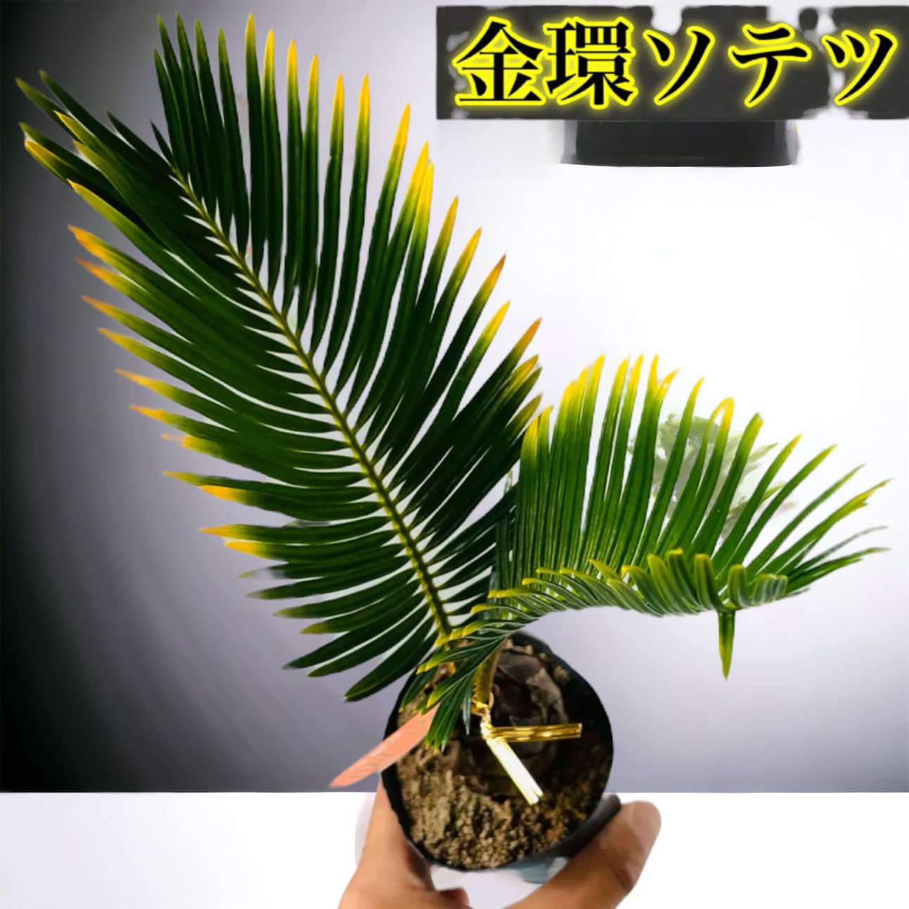 金環ソテツ　2.5号ポットつき　5株セット❗ 金環ソテツ 2.5号ポットつき 5株セット❗ ソテツ：金環ソテツ