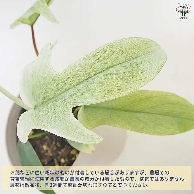 2個セット 品種で選べる観葉植物