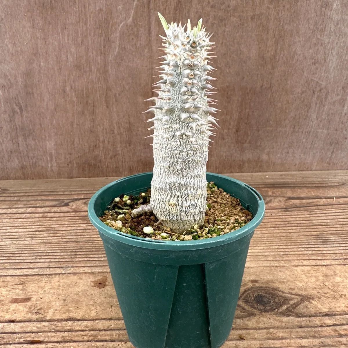 パキポディウム ホロンベンセ Pachypodium horombense 現品 観葉植物 