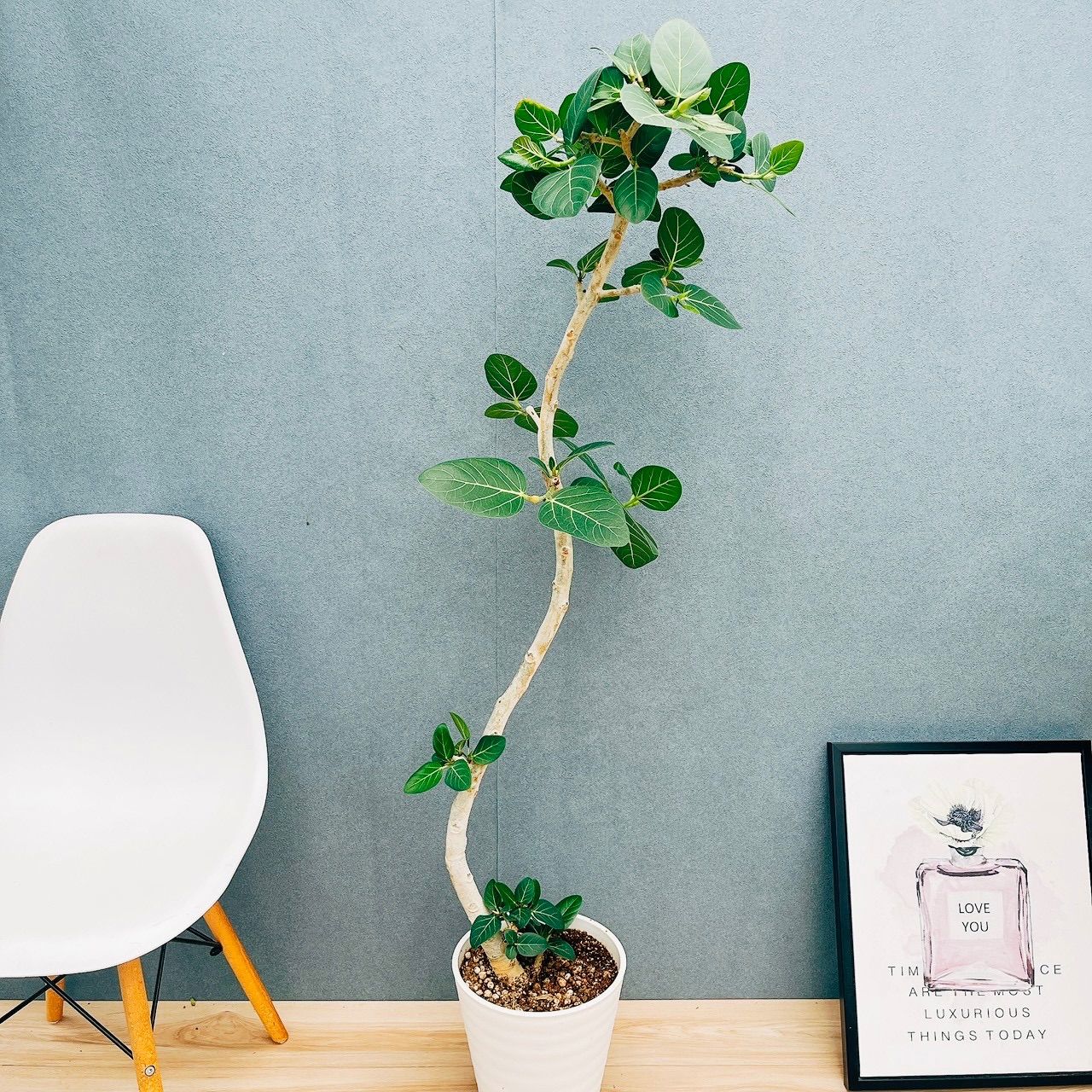 現品　フィカス　ゴムの木　ベンガレンシス　2番　曲り　インテリア　観葉植物 現品］95番 フィカス ベンガレンシス 曲がり 8号 観葉植物 室内 大型