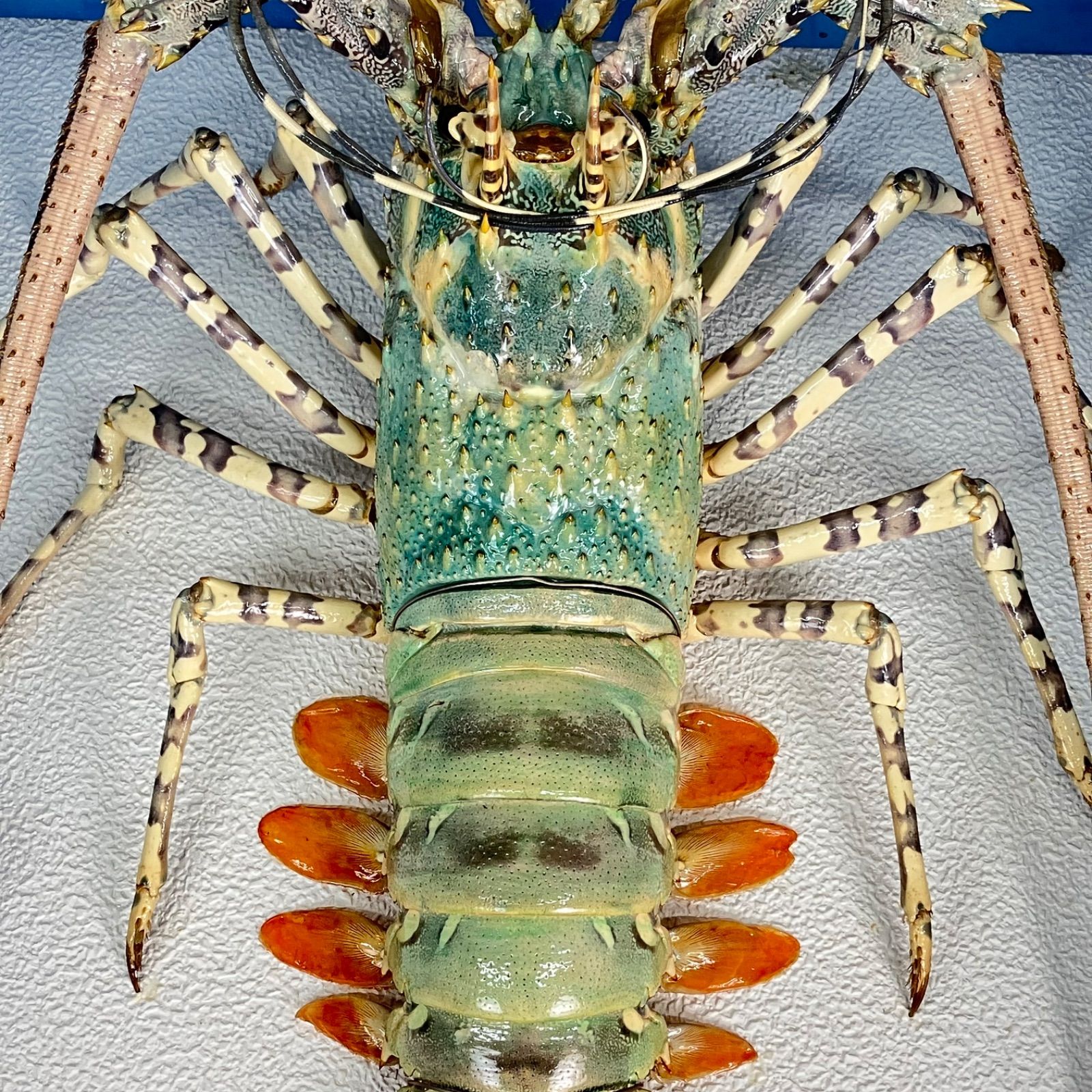 オブジェ インテリア