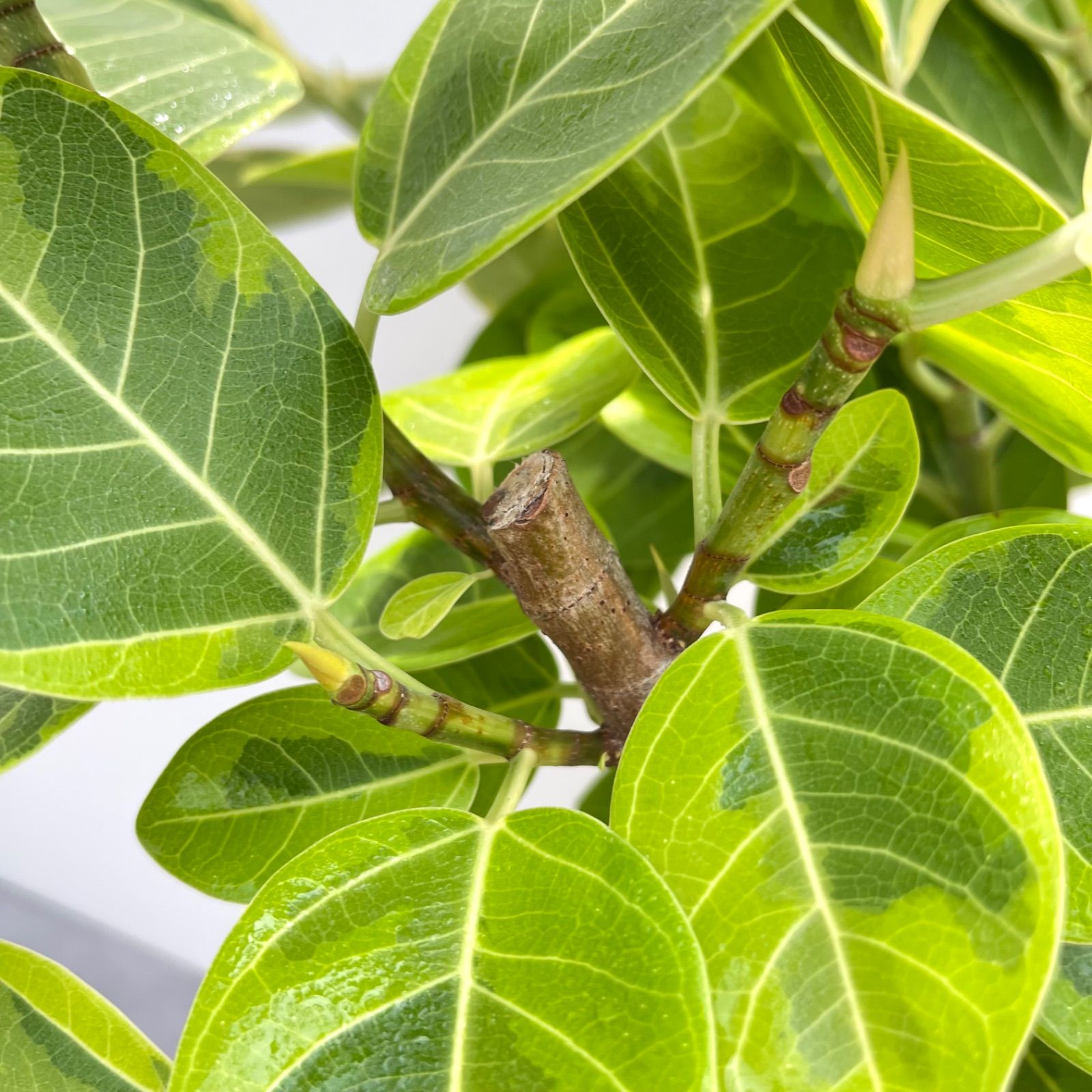 ［現品］80番　フィカス　アルテシマ　曲がり　10号　尺鉢　観葉植物　室内　大型 現品］80番 フィカス アルテシマ 曲がり 10号 尺鉢 観葉植物