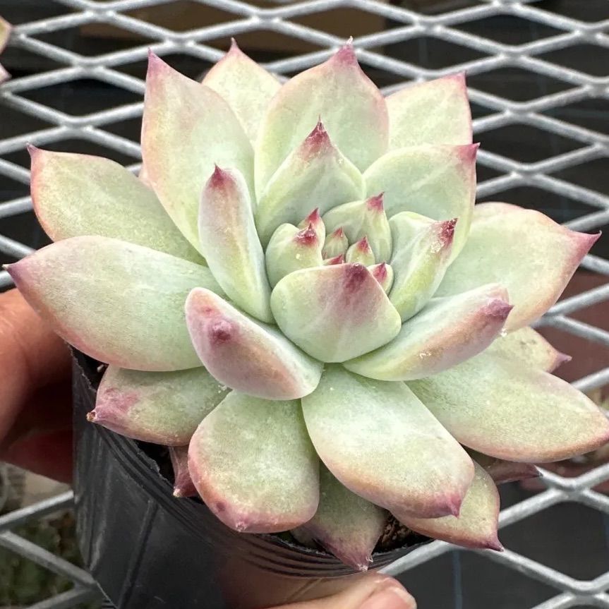 中里リンゼアナ 実生（自家受粉）【現品】エケベリア 多肉植物