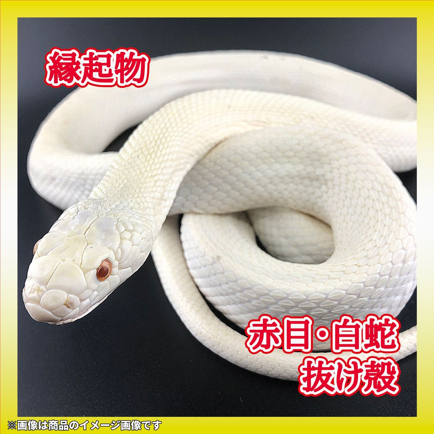 赤目・白蛇の抜け殻　112cm　縁起物　金運　S4