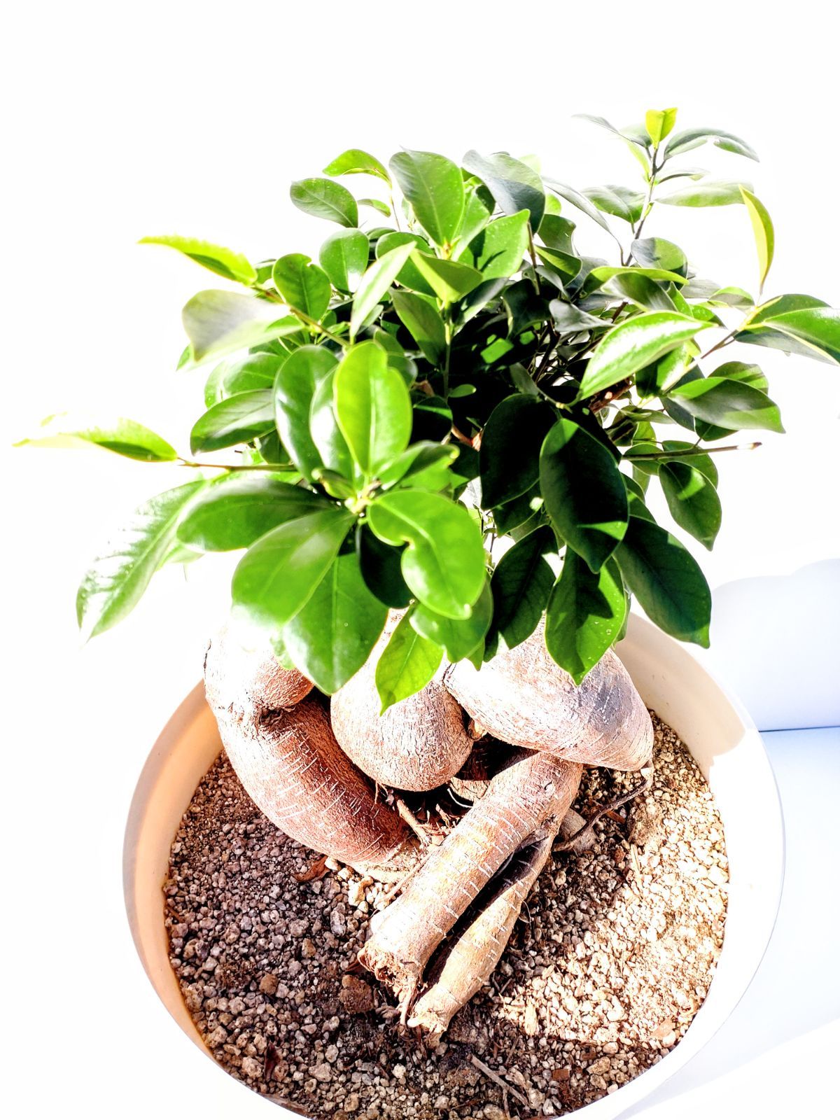 超貴重 太幹 大株 ガジュマル センカクガジュマル 接ぎ木 挿し木 10号鉢