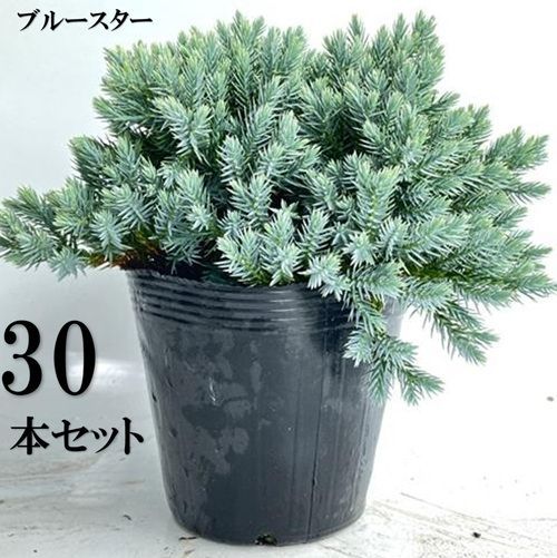 30本セット ブルースター葉張り20cm前後15cmポット