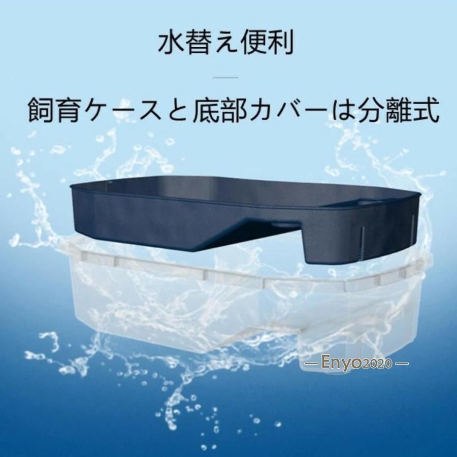 ザリガニ 観察