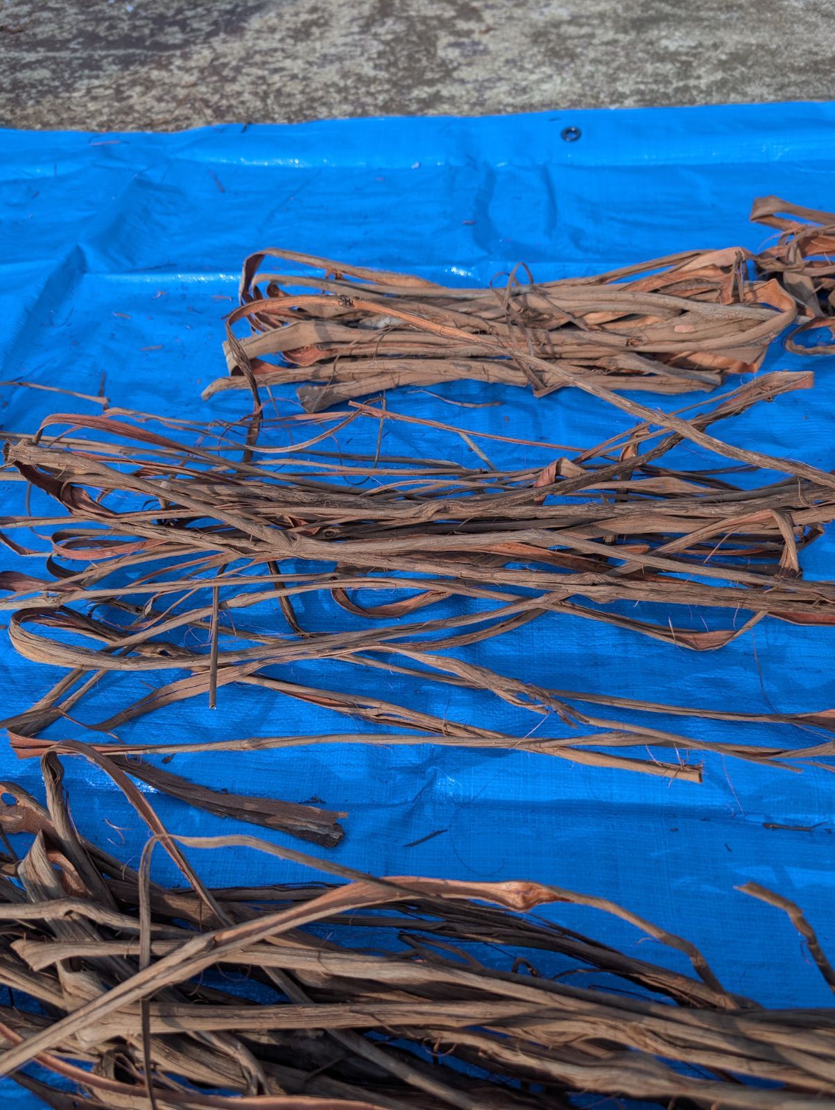 採集状態で保存2.4キロ令和2年産