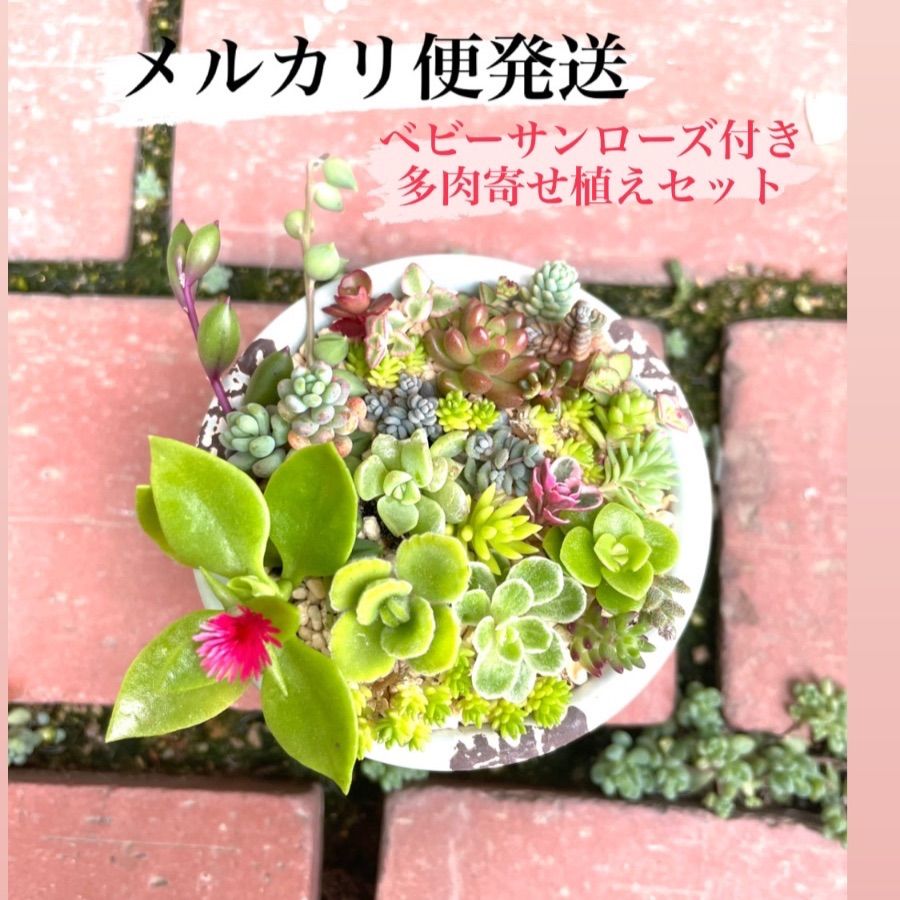 ☆多肉植物寄せ植えセット☆ベビーサンローズ☆アロマティカス