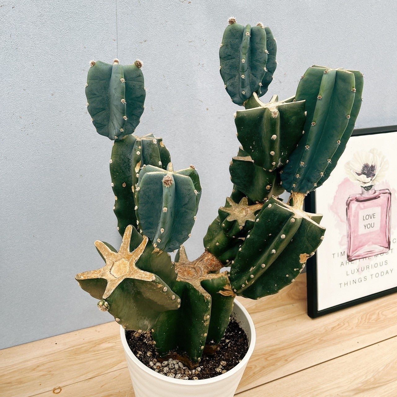 卸売 ［現品］52番 柱サボテン 鬼面角 ブランチ 8号 観葉植物 室内