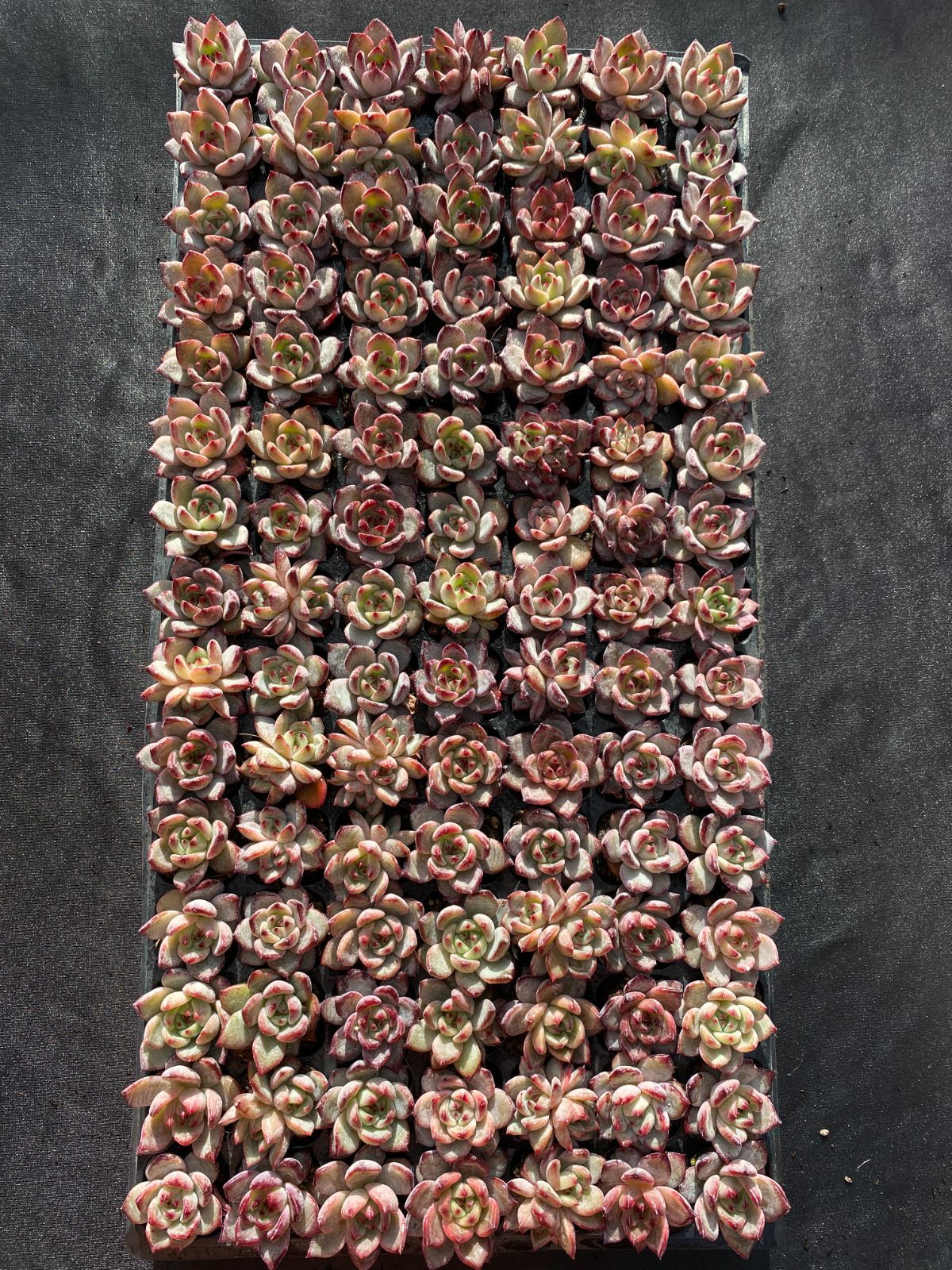 新入荷 ブラックナイト XQS41×105苗 土付き 多肉植物 詰め合わせ エケベリア サボテン 韓国苗