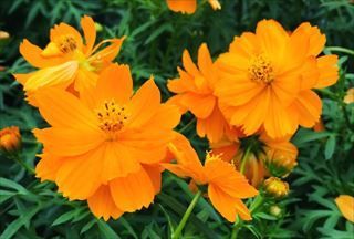 花の種】黄花コスモス 秋桜 キバナコスモス 2g 200粒以上 - メルカリ