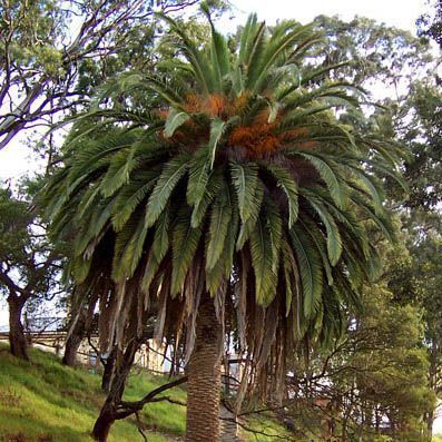 種】50粒 Phoenix canariensis カナリーヤシ - メルカリ