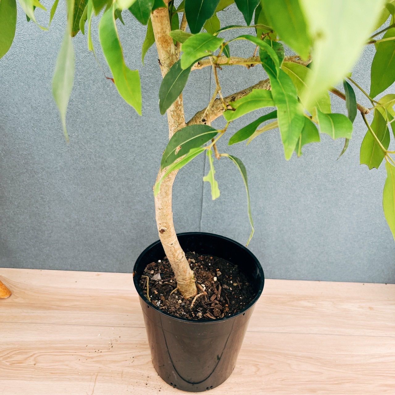 現品］90番 フィカス アルテシマ 曲がり 8号 観葉 室内 大型 ゴムの木
