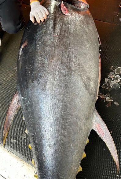 本まぐろ食べ比べ