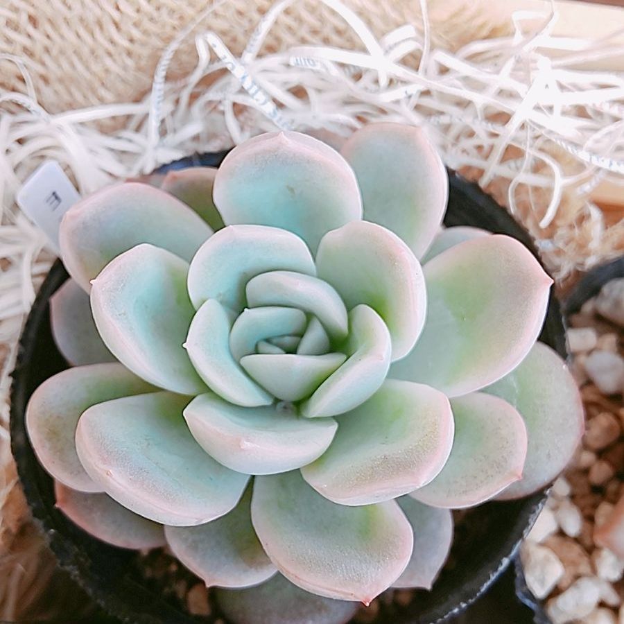 鉢·土付き]［メルカリらくらく便］ 🌵多肉植物 6種セット （バラ売り