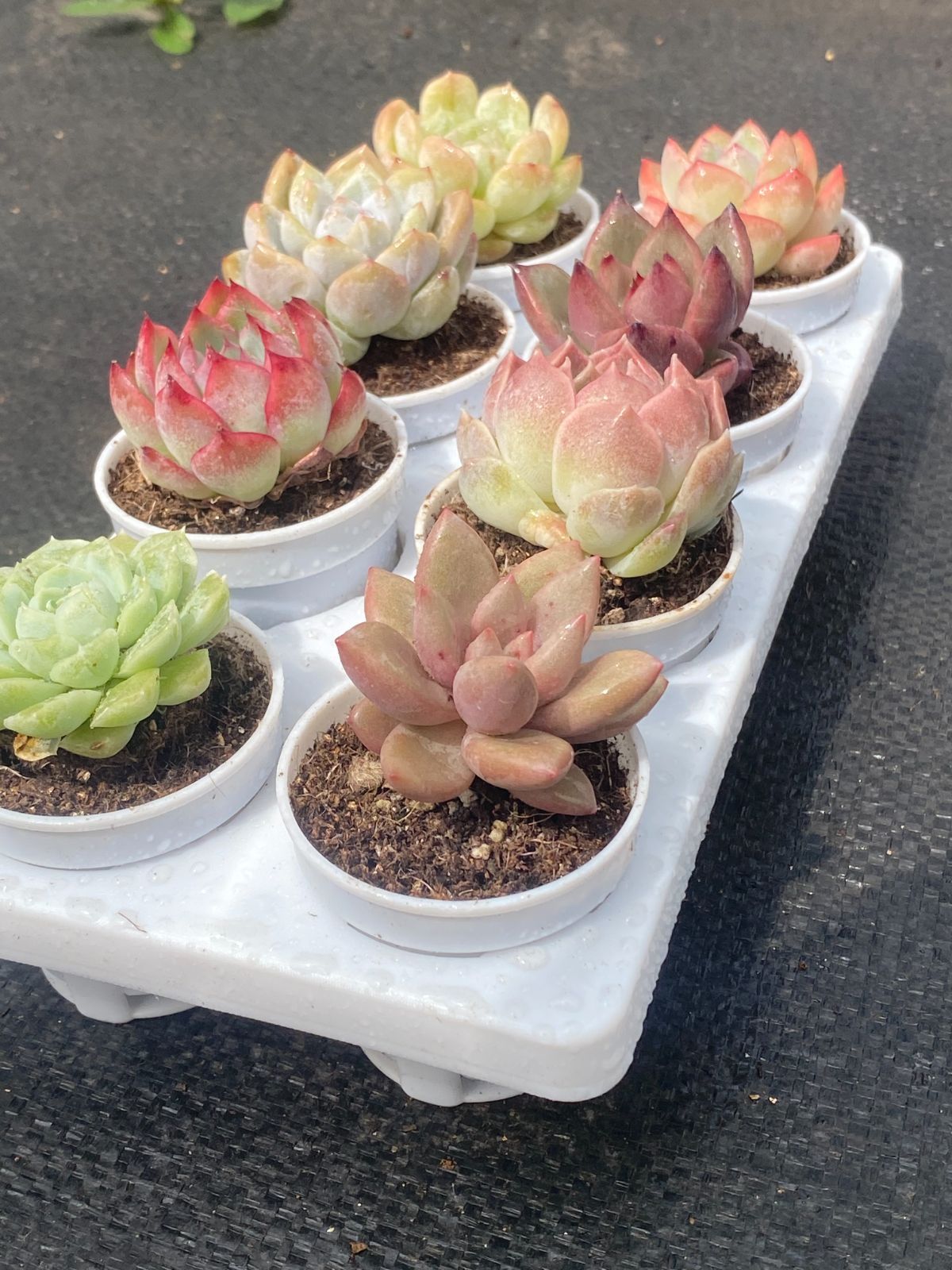 多肉エケベリア　★ミックス苗カラフルセットA２ 多肉植物 エケベリア カラフル ミックス大中小苗セット｜Yahoo