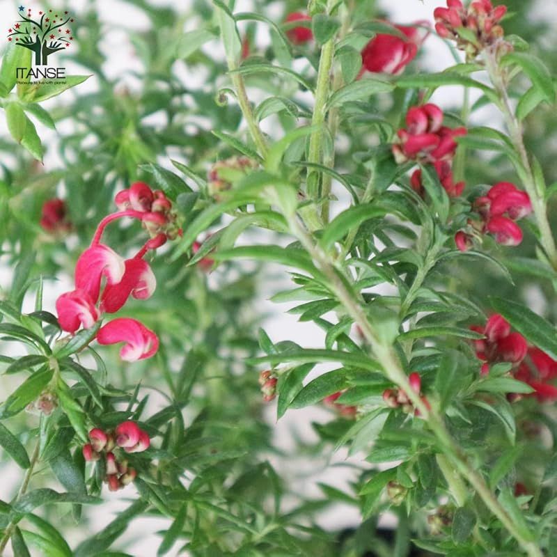 品種で選べる花木苗|1個売り 学名