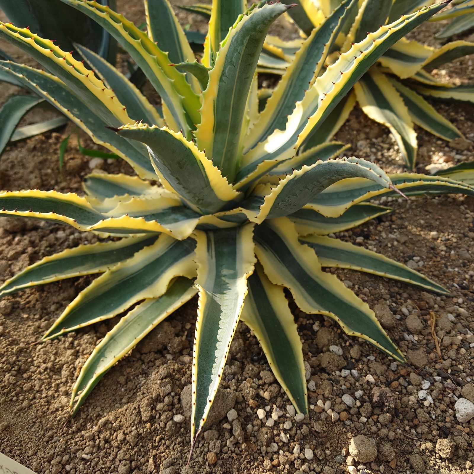 アガベ　美株　アメリカーナ　コーネリウス アガベ アメリカーナ ' コーネリアス ' Agave americana