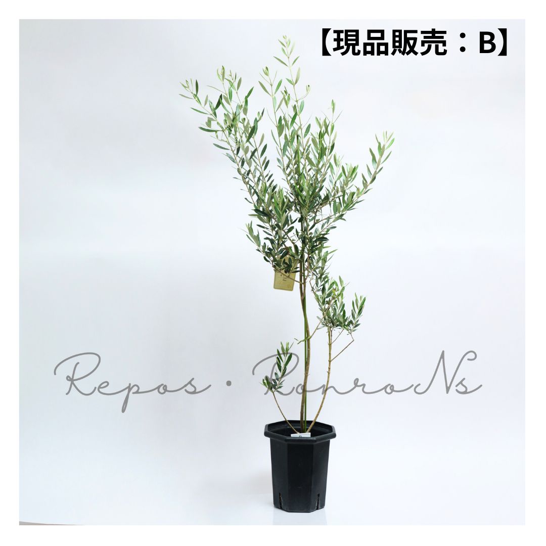 オリーブ アルベキーナ 現品販売 B 7号 品種 アルベキナ 常緑樹