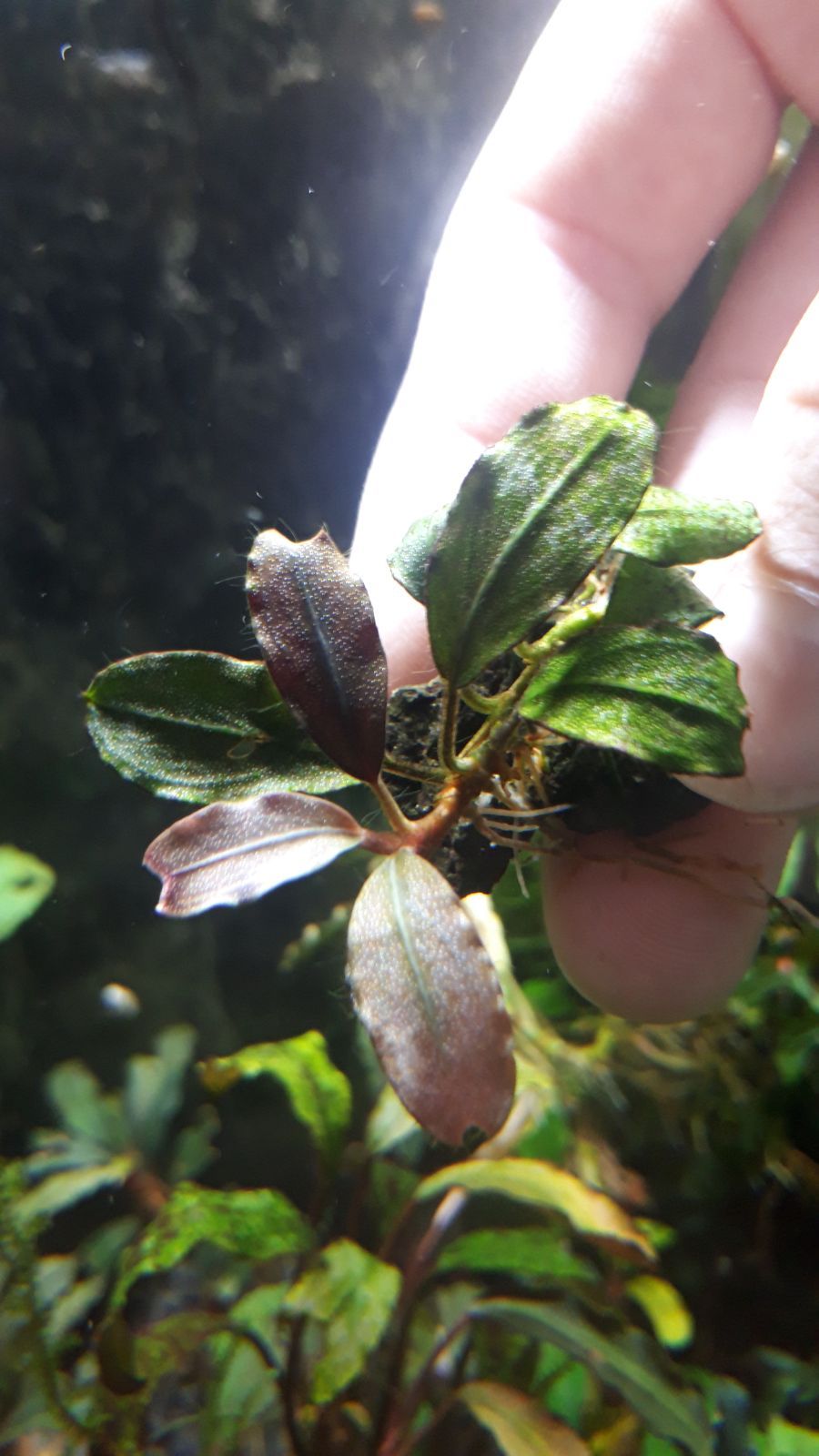 ダブル／ミストブルー Bucephalandra sp. “brownie helena ”【水中葉