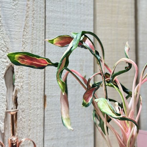 激レア アグラオネマ メデューサ 3.5号ポット 個体A(現品) 希少種