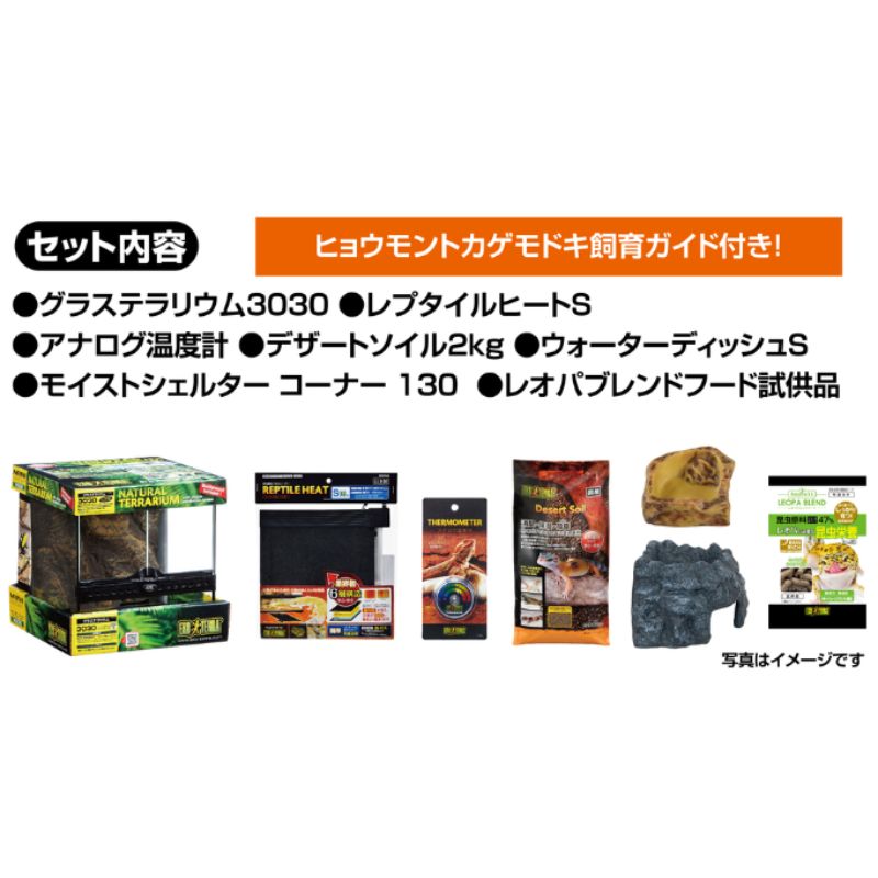 ヒョウモントカゲモドキ
