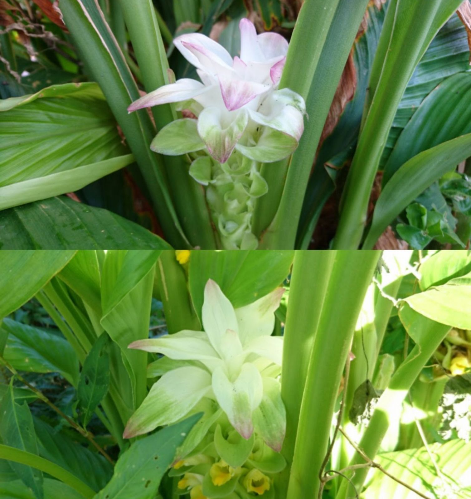 農薬:栽培期間中不使用❗野菜セット(ラインナップのご確認を) 五島列島