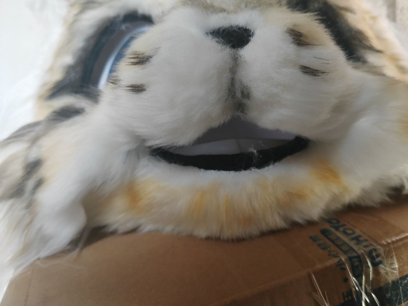 全頭ヘッド