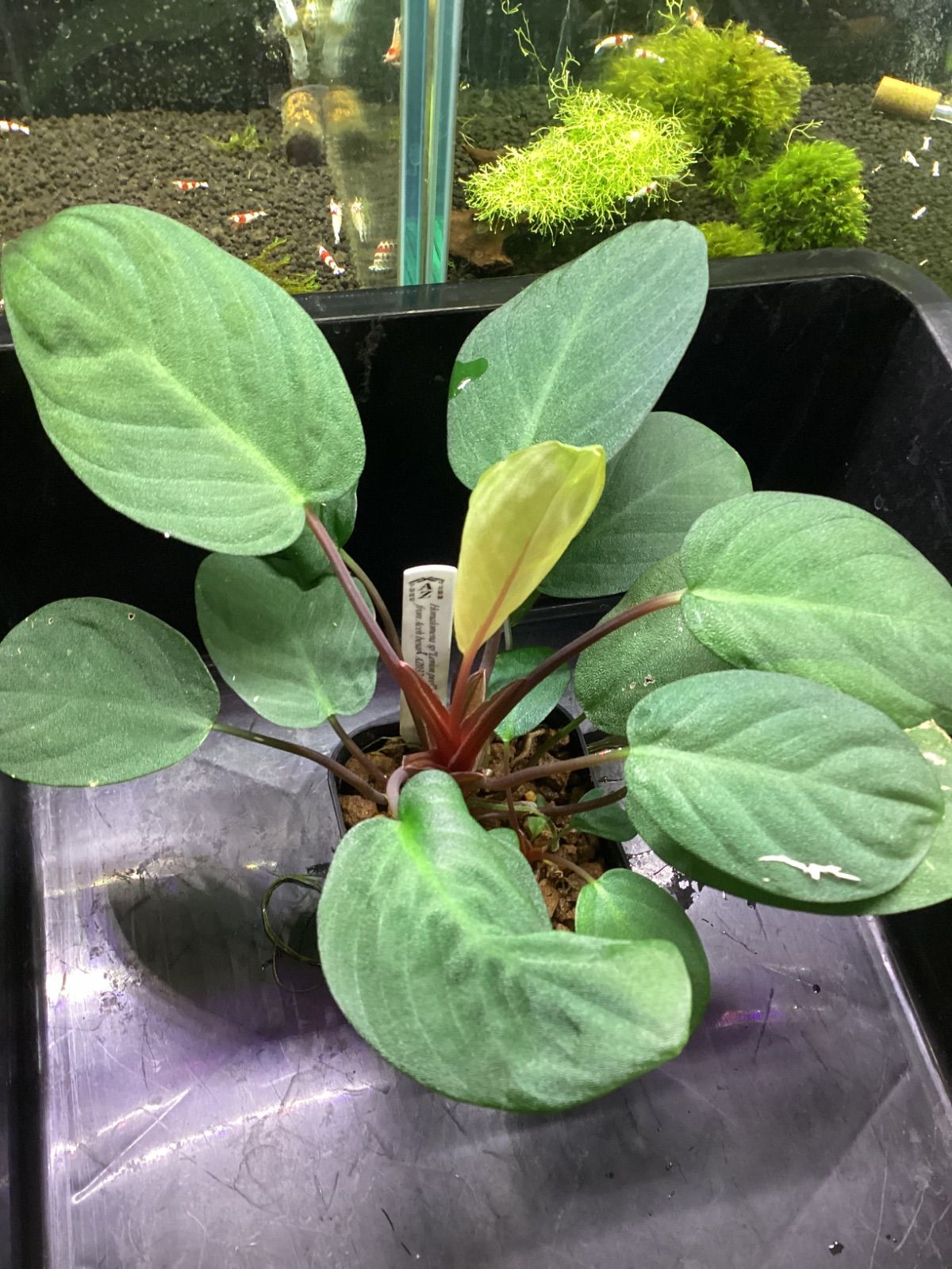 Homalomena sp. “Lemon peel ” from Aceh besar【AZ0324-1】 - メルカリ