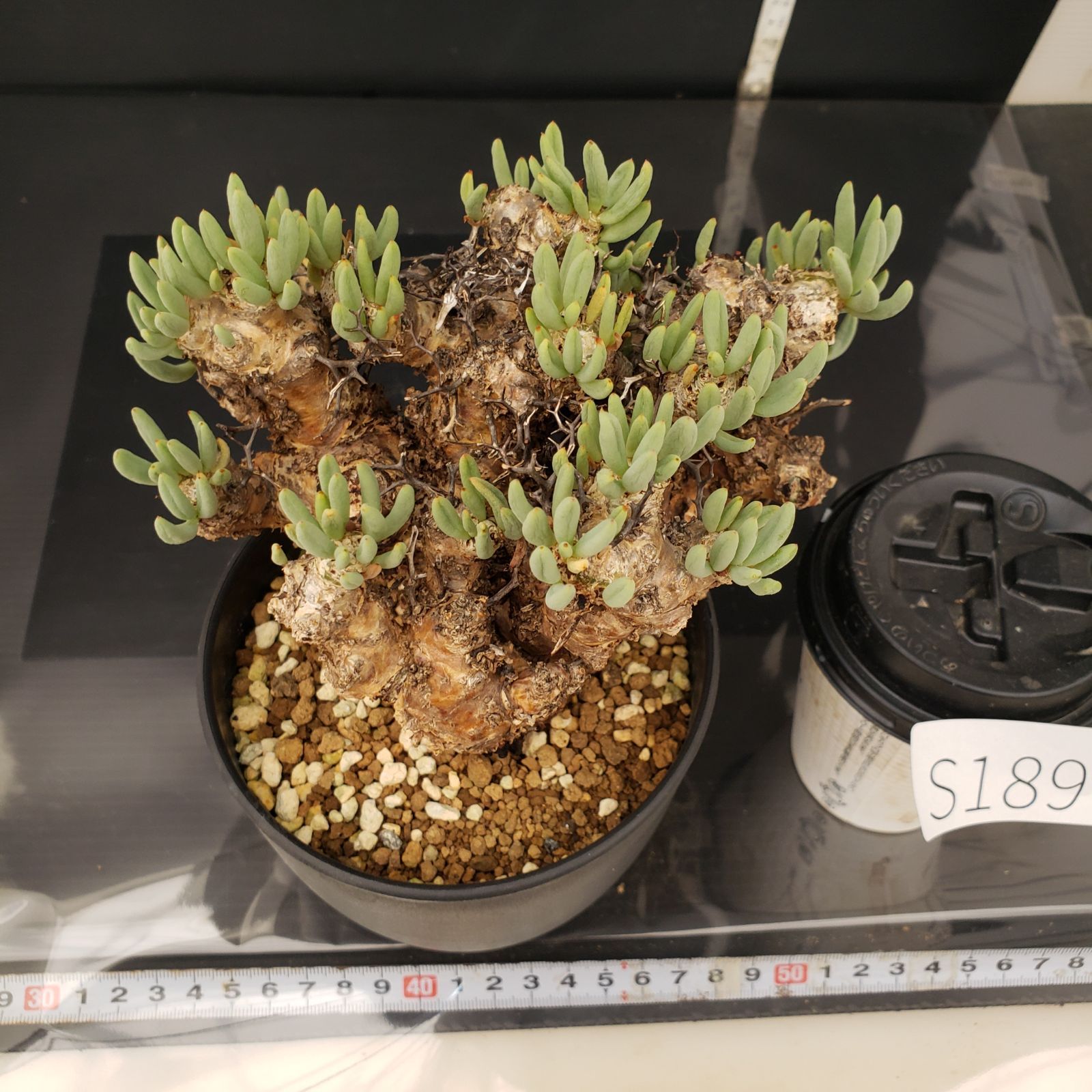 実生塊根！　万物想　チレコドン　多肉植物　塊根植物　レティキュラータス チレコドン万物想の基本情報・育て方｜多肉植物・サボテン図鑑