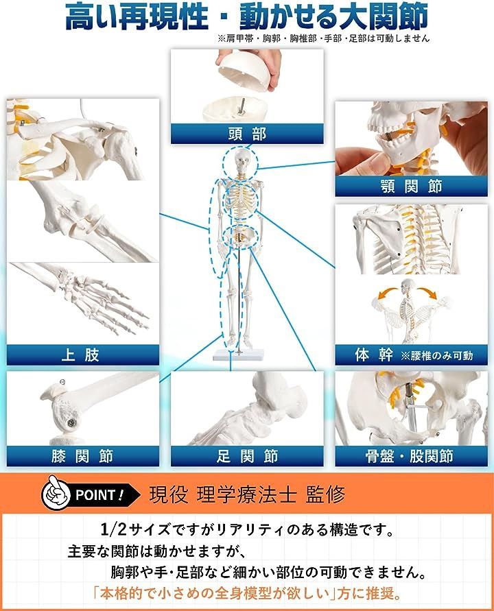キヨマル KIYOMARU リアルで再現性の高い1/2サイズの全身骨格模型 人体