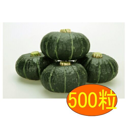 入荷次第出荷 カネコ種苗 パンプキッズ 500粒
