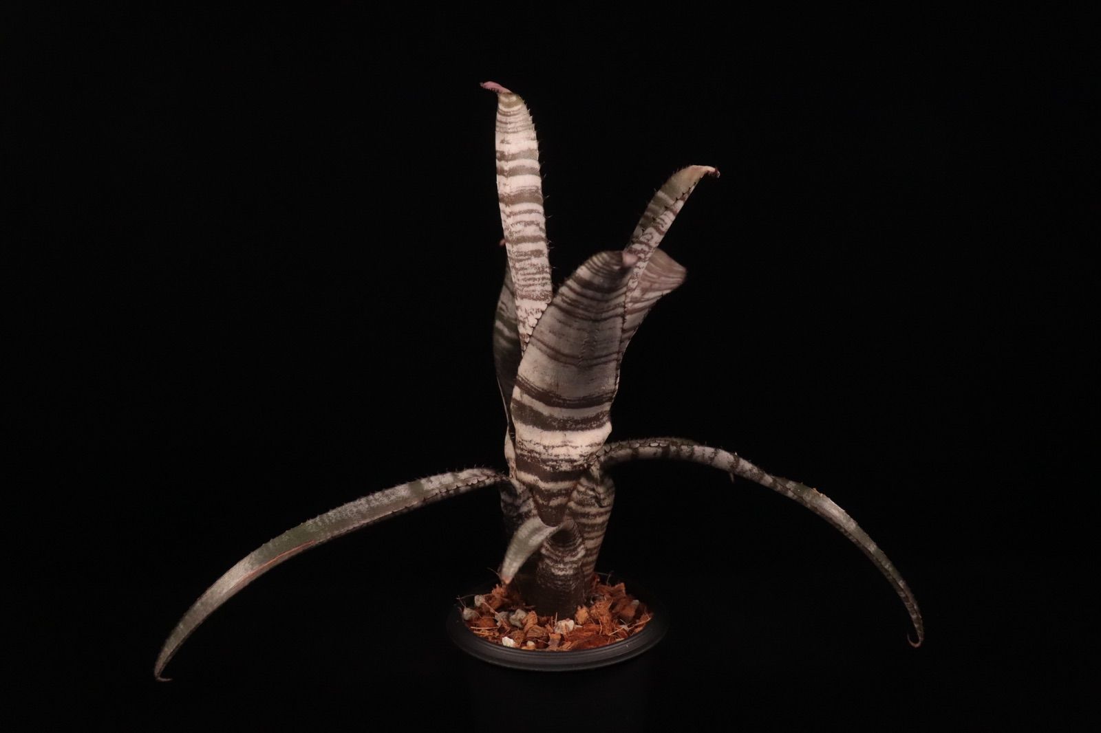 ブロメリア・エアープランツ Aechmea 'Silver Streak Nudicaulis' A0162 Aechmea. nudicaulis Silver Streak【artPLANTs/PLANTS GARAGE