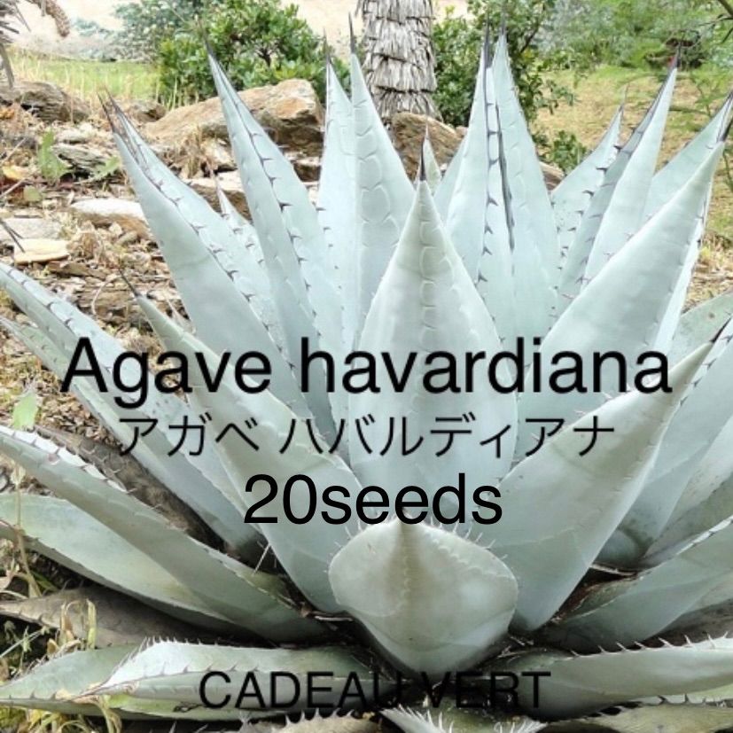 種子15粒 アガベ・マルガリータ(Agave margaritae)