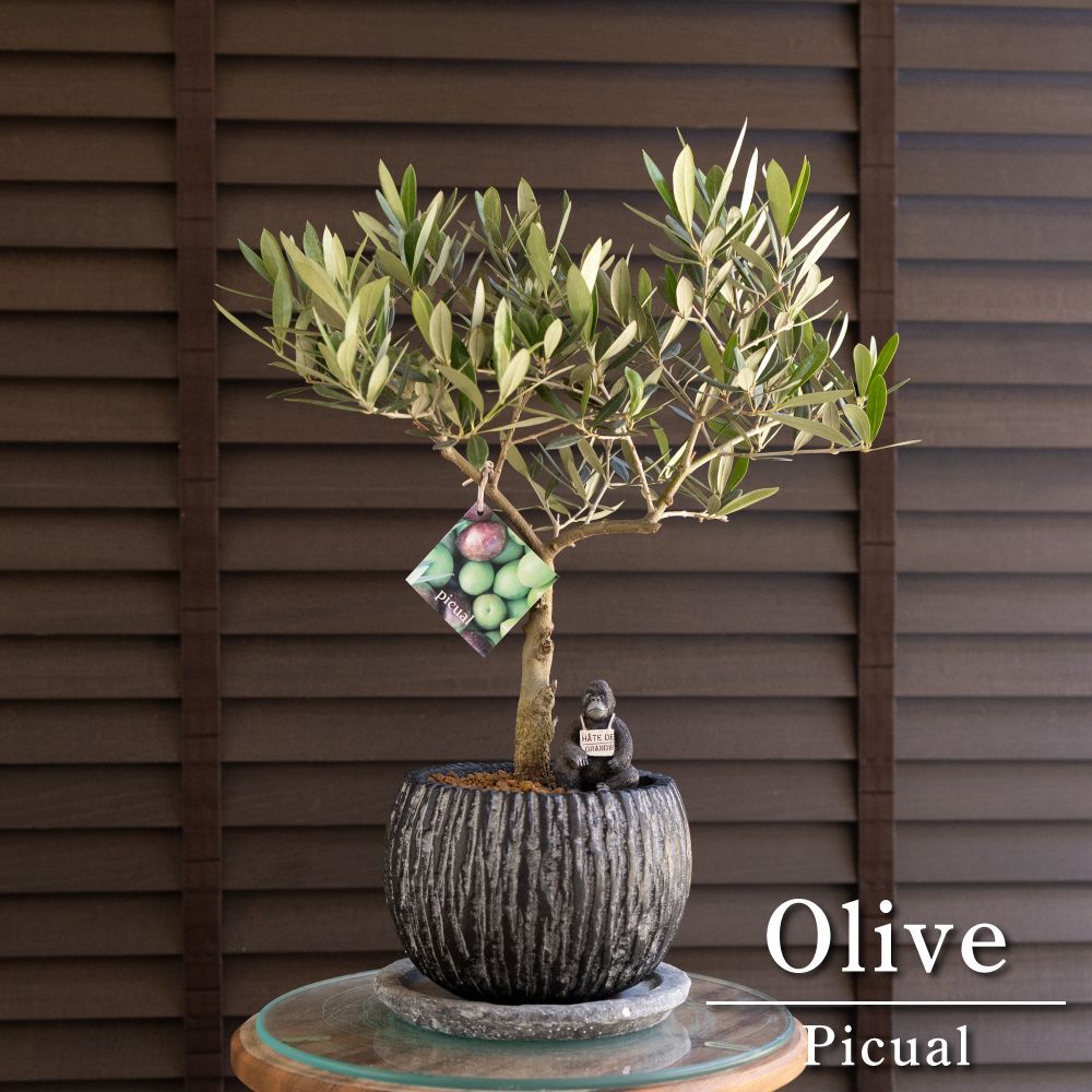 ソテツ 盆栽 8号陶器鉢つき 多頭❗