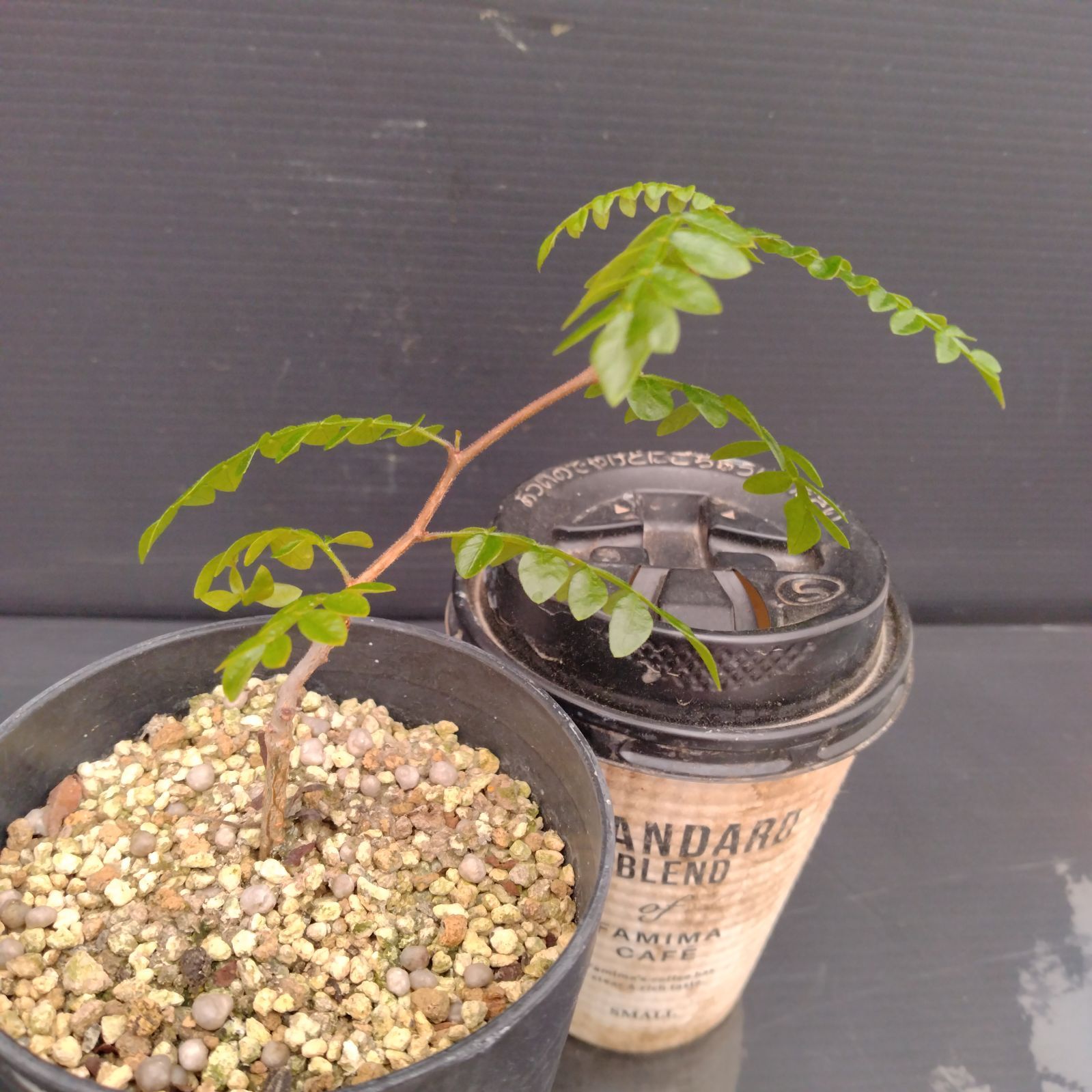オペルクリカリア・パキプス / 実生株 コーデックス 塊根 充実株 日本花キ流通 多肉植物 caオペルクリカリア パキプス 実生 7.5cm