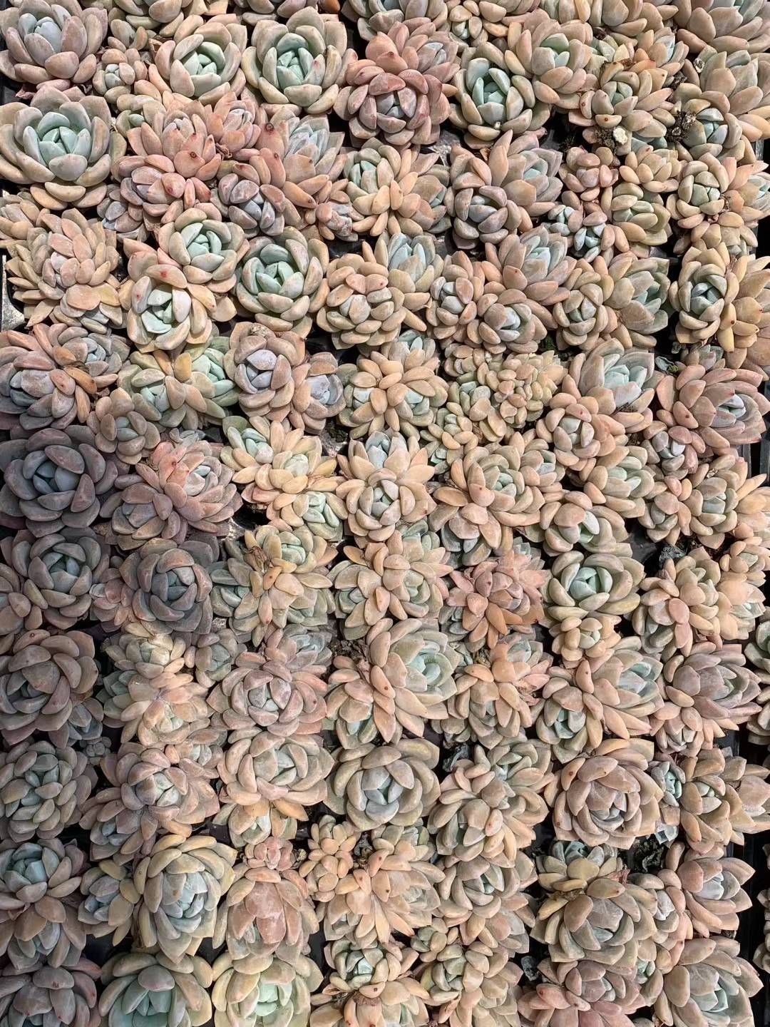 ま*す様 D780 花火 105苗 土付き 多肉植物 エケベリア 韓国苗 D780 花火 105苗 土付き 多肉植物 エケベリア 韓国苗 - メルカリ