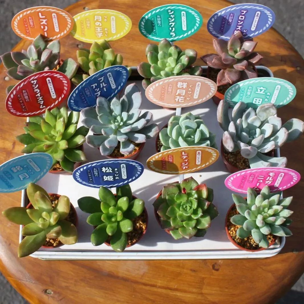 多肉植物　セダム　寄せ植え用　詰め合わせ　カット苗　ランダムパック 専用 多肉植物 セダム カット苗 詰め合わせ ランダムパック 【公式通販】