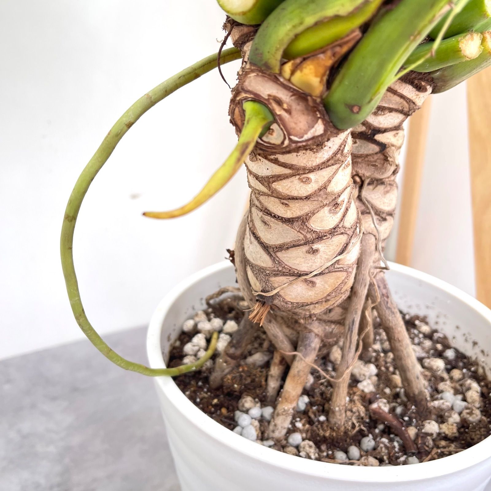 フィロデンドロン クッカバラ ジャイアント 幹上がり 5観葉植物 大型