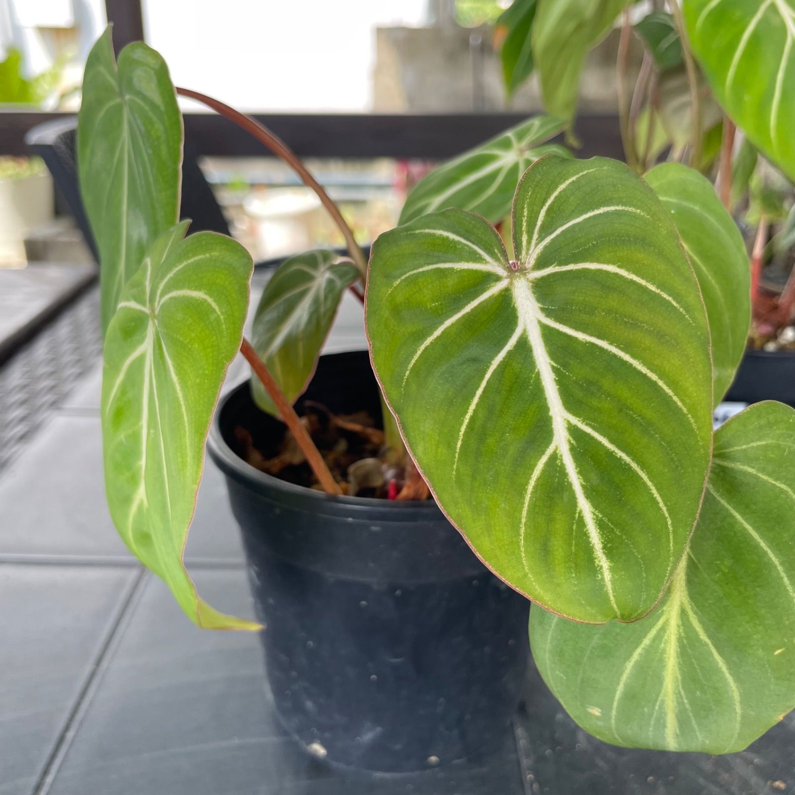 【希少2株入り】　フィロデンドロン　グロリオーサム　ゼブラ　Philodendron Gloriosum zebura