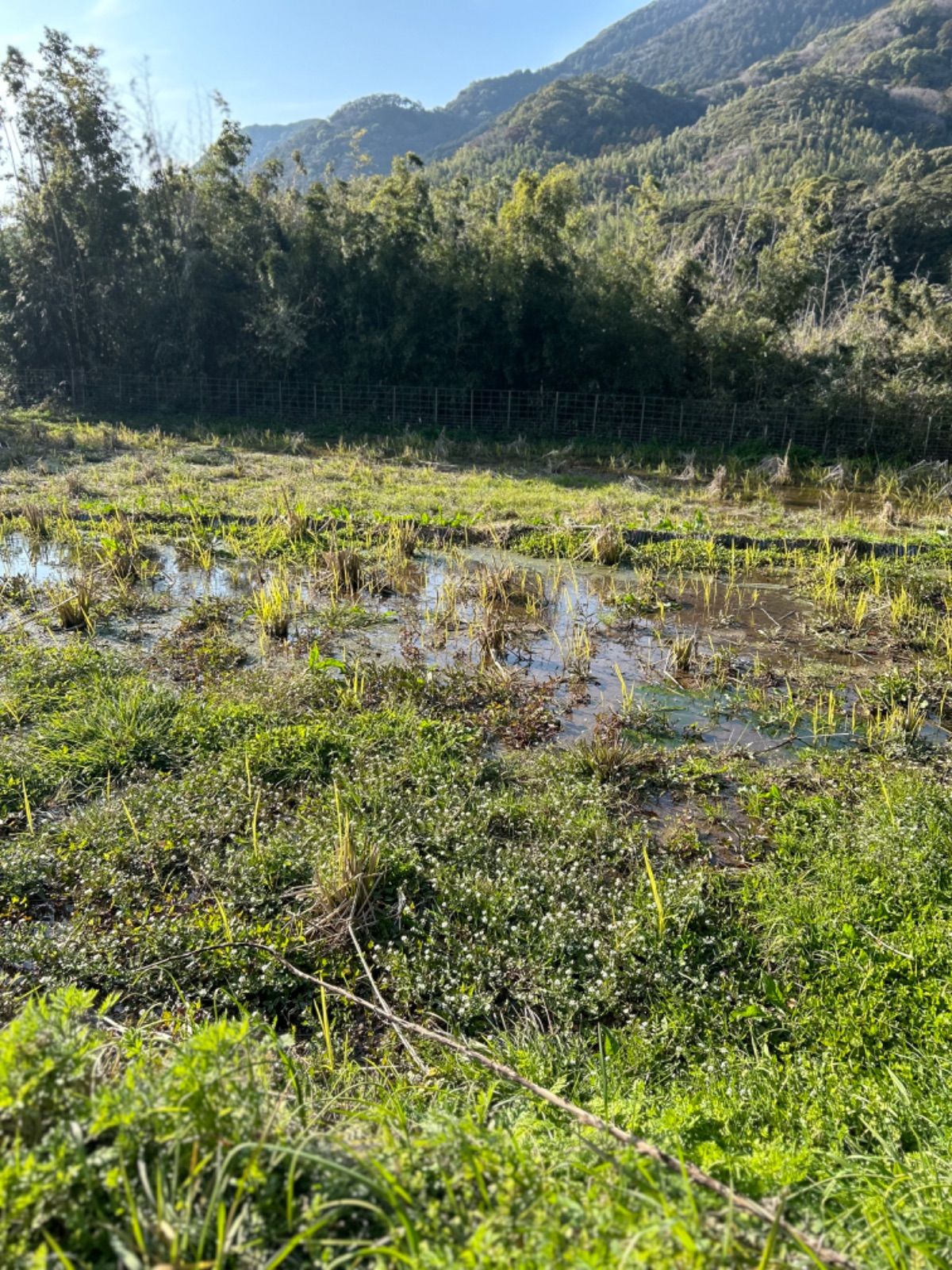 福岡県宗像産 真菰の苗 30本以上 - メルカリ