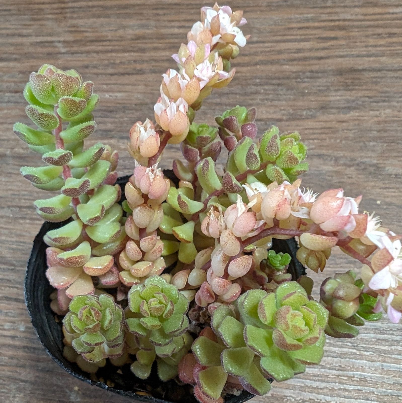 多肉植物 セダム スプリングワンダー 抜き苗 - メルカリ 多肉植物 セダム スプリングワンダー 抜き苗 - メルカリ