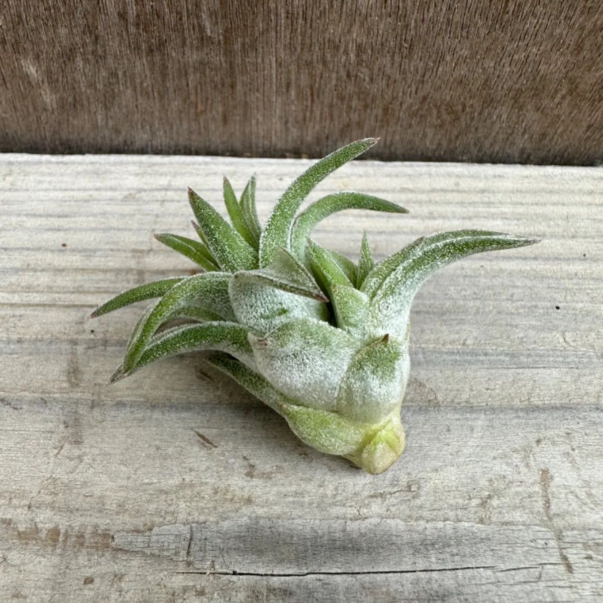 チランジア イオナンタ バンハイニンギー ジャイアント① Tillandsia ionantha var.vanhyningii giant  ティランジア エアプランツ エアープランツ 現品 観葉植物 観葉 植物 珍奇植物 珍奇 珍しい レア 希少 ハンギング - メルカリ