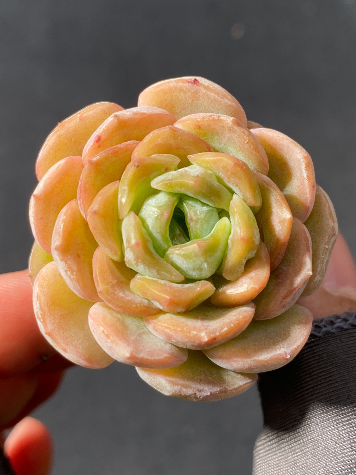 男*屋様 O-QS92　キャビア　105苗　多肉植物　土と根付き エケベリア 韓 特価 土付き キャビア QS92×105苗 多肉植物 詰め合わせ