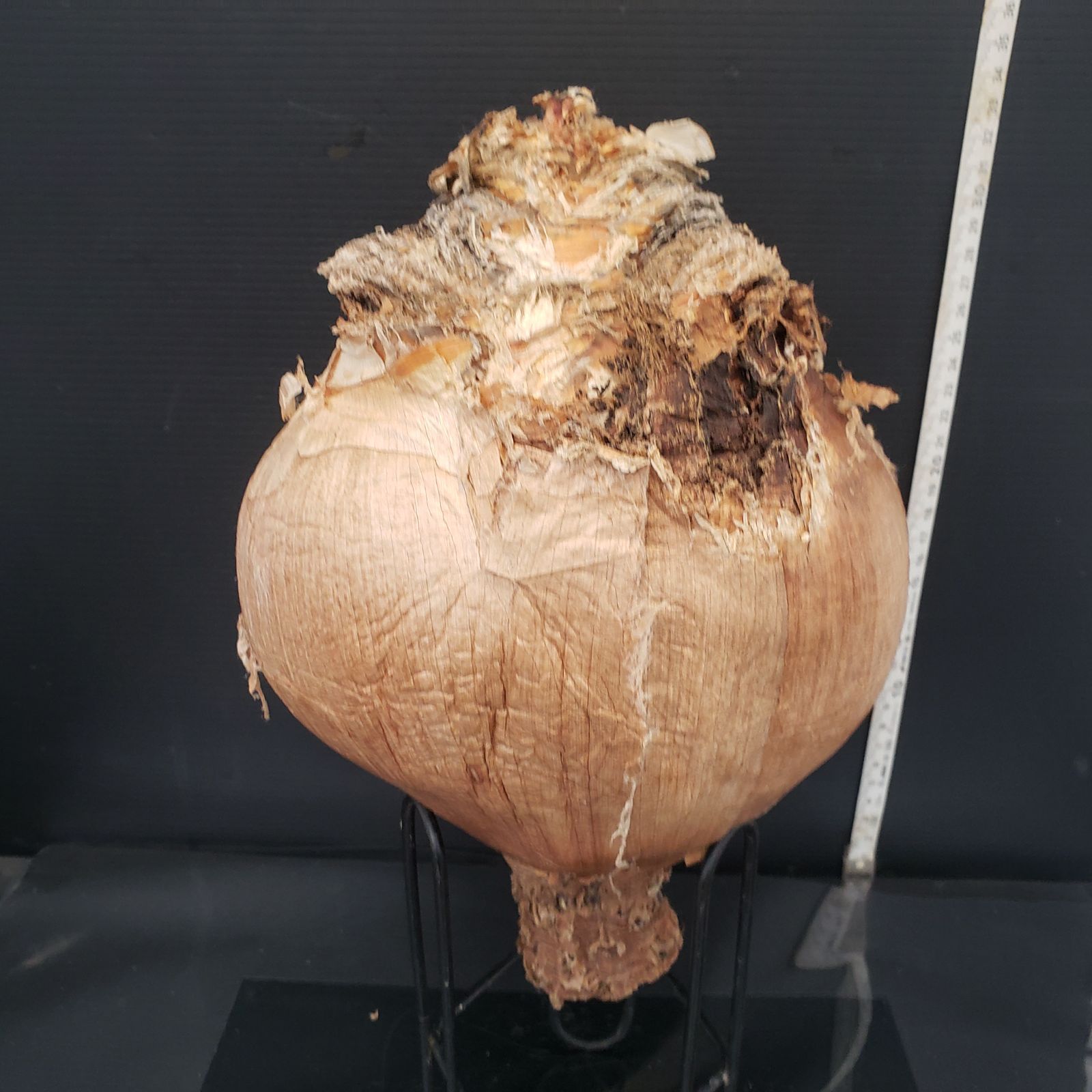 Z400 最新到着 Boophane ハエマンソイデス 現地球 抜き苗 球根植物 ブーファン ハエマンソイデス