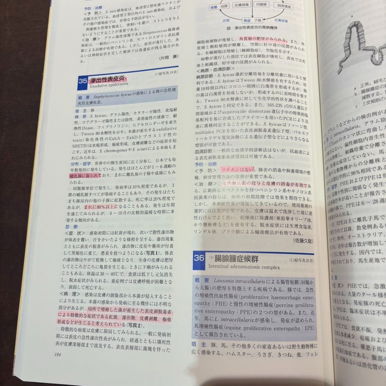 （値下げ可能）　動物の感染症　第四版 動物の感染症 | 明石博臣 |本 | 通販 | Amazon