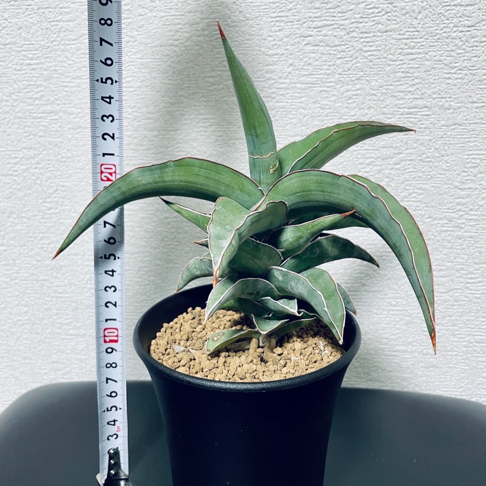 サンスベリア ブルーキュー sansevieria Blue Kew - メルカリ